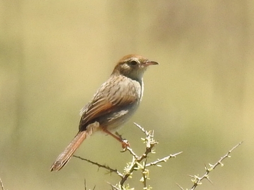 Grey-backed Cisticola (Cisticola subruficapilla), photo 1