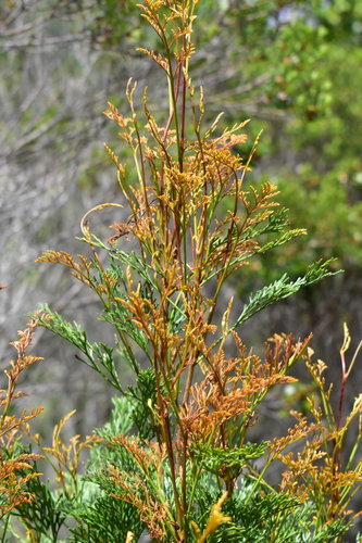 Stenocarpus milnei