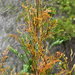 Stenocarpus milnei - Photo (c) Joey Santore,  זכויות יוצרים חלקיות (CC BY-NC), הועלה על ידי Joey Santore