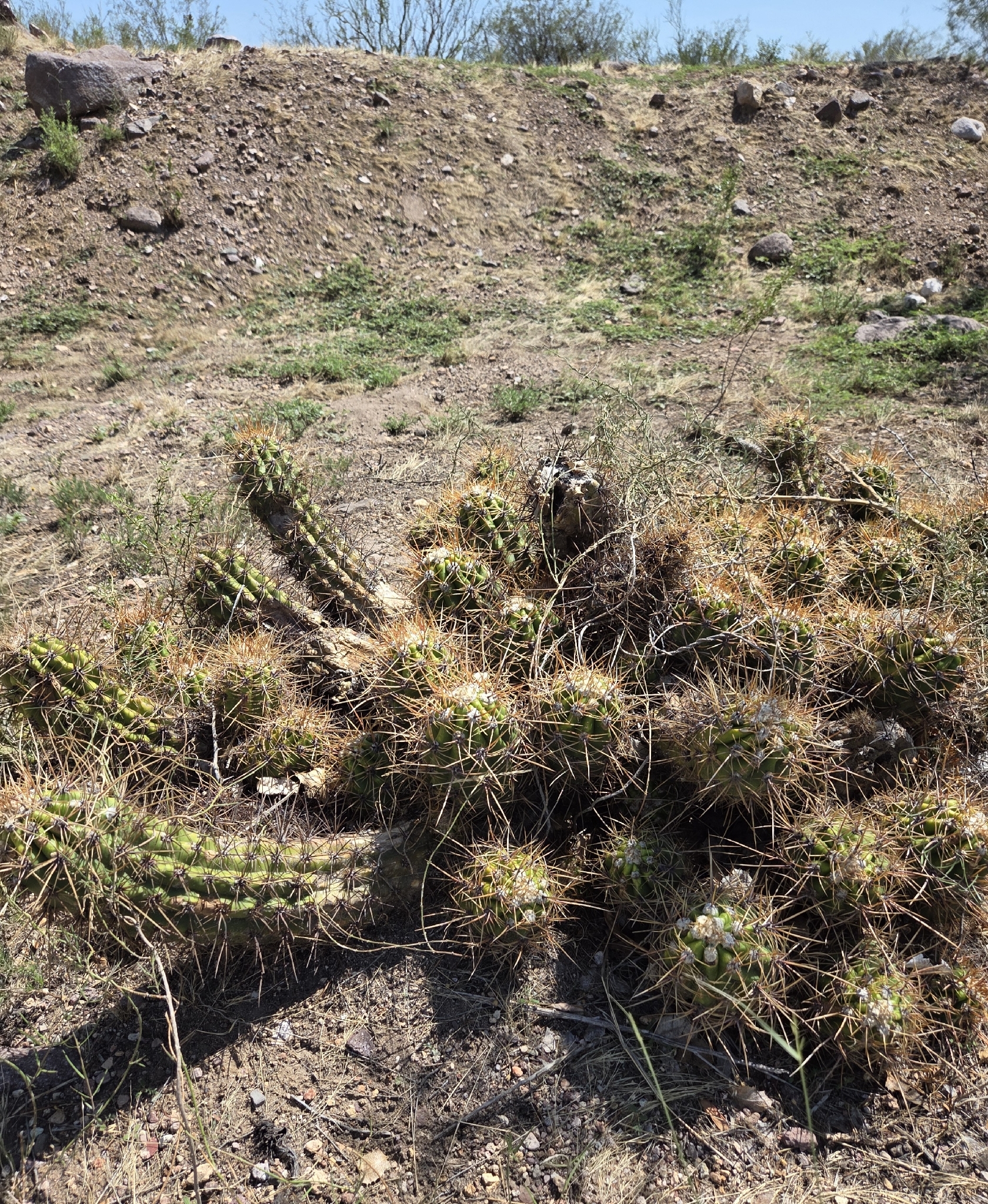 Argentine giant cactus