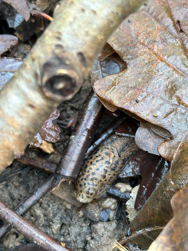 Limax maximus