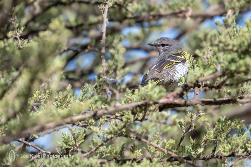 iNaturalist image