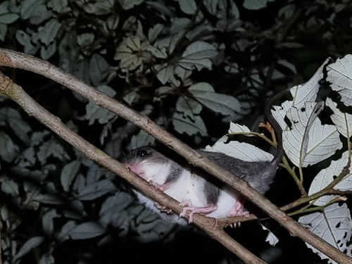 Pogonomys observed 2026-01-19
