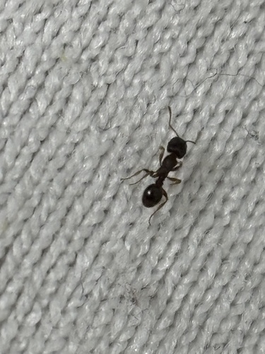 背视图图像 - keylimey