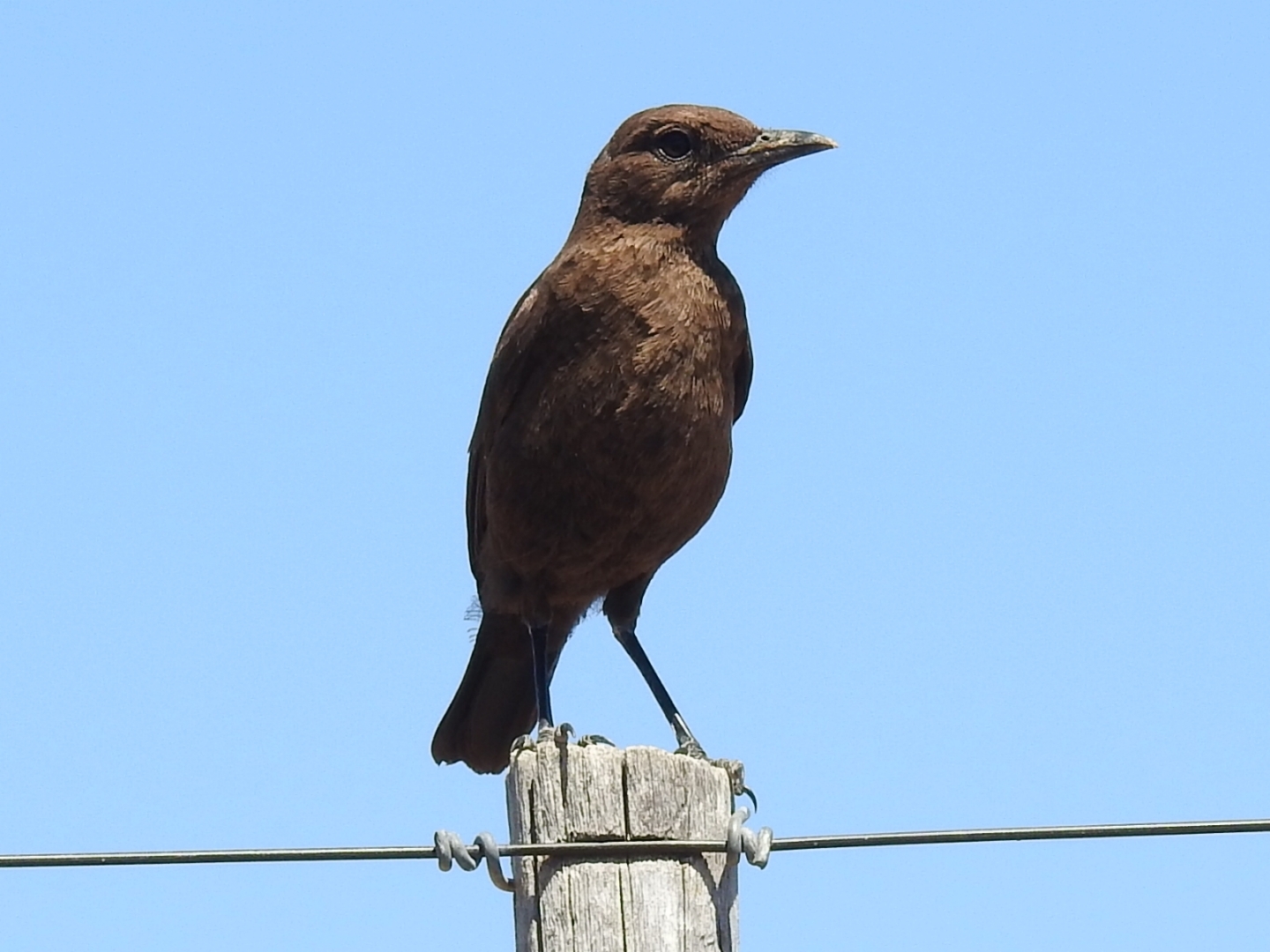 Ant-eating Chat (Myrmecocichla formicivora), photo 1