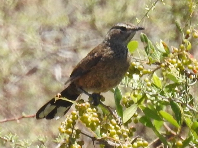 Karoo Scrub Robin (Tychaedon coryphoeus), photo 1