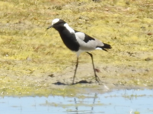 Blacksmith Lapwing (Vanellus armatus)