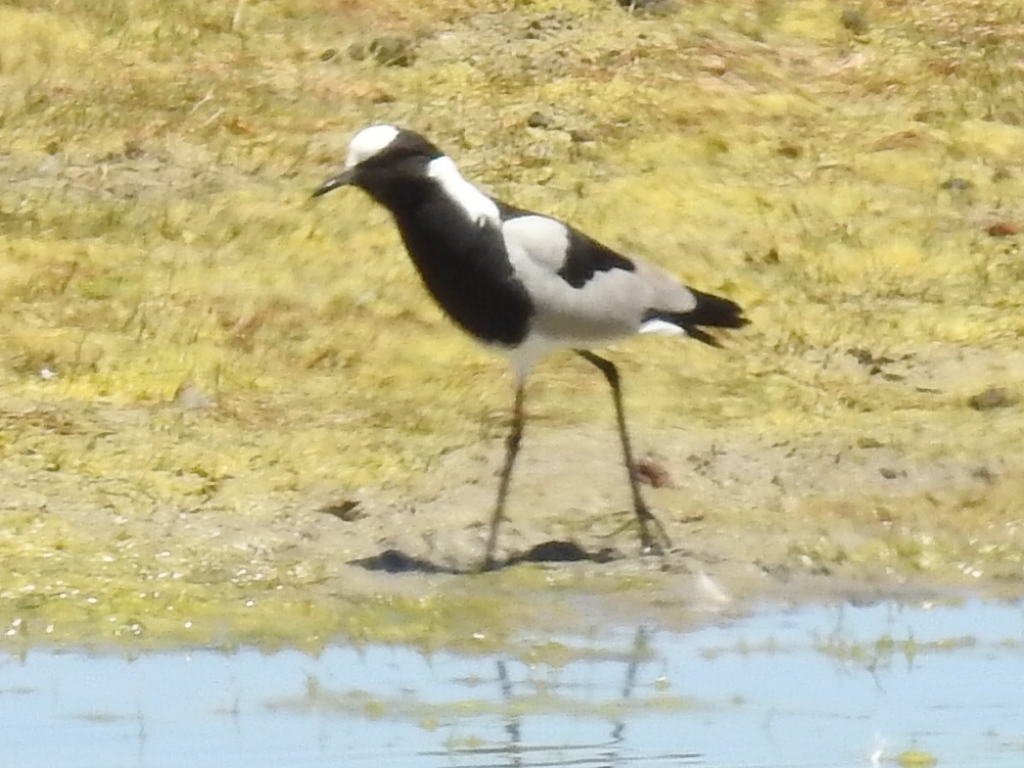 Blacksmith Lapwing (Vanellus armatus), photo 1