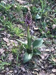 Himantoglossum robertianum