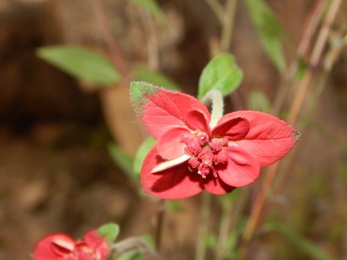 Euphorbia strigosa
