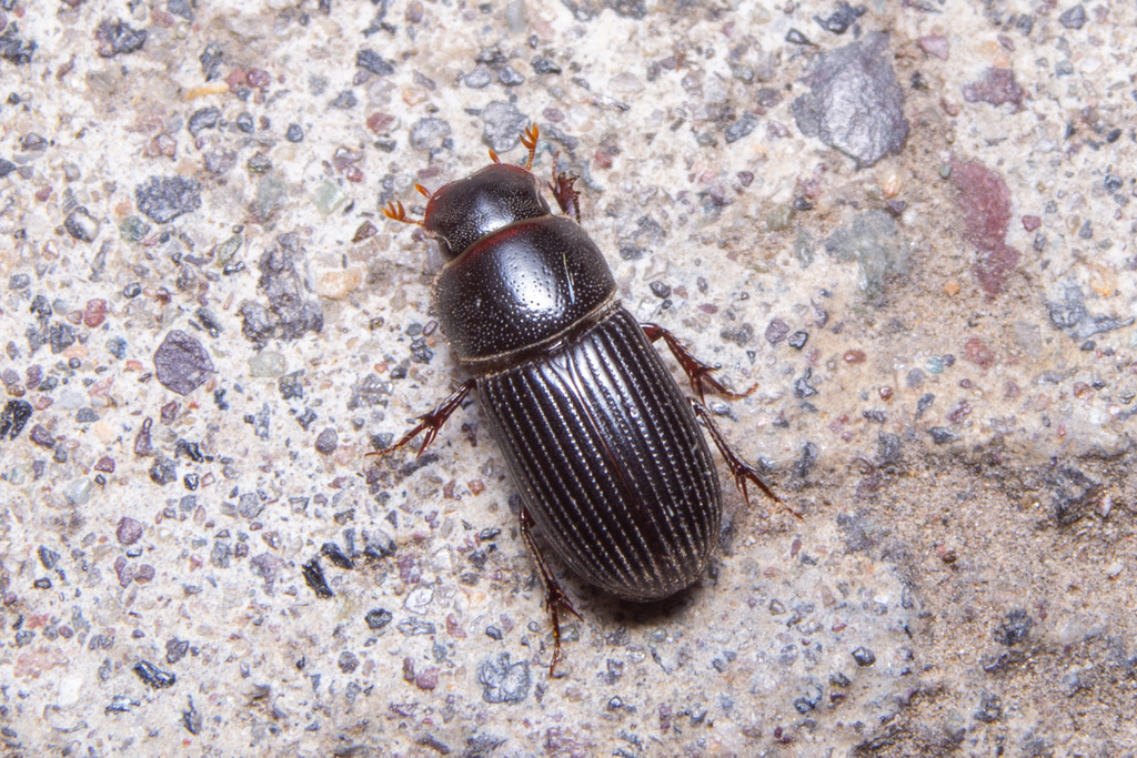 Ataenius strigicauda