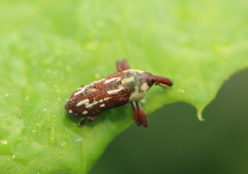 Cylindralcides