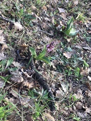 Himantoglossum robertianum