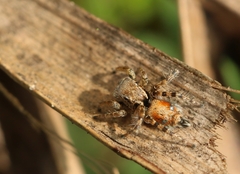 Stenaelurillus metallicus