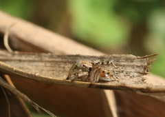 Stenaelurillus metallicus