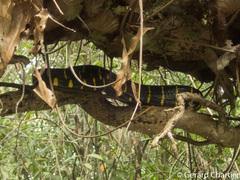 Boiga melanota
