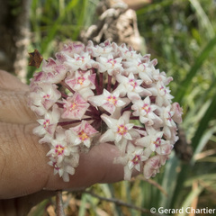 Hoya verticillata