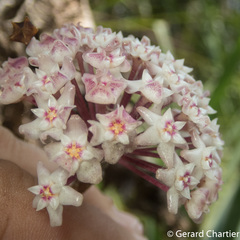 Hoya verticillata
