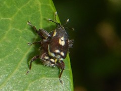 Mesoptiliinae