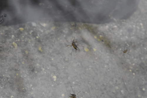 Amemboa observed 2026-01-06