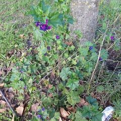 Malva sylvestris