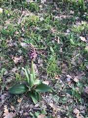 Himantoglossum robertianum