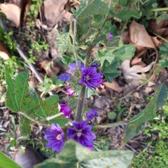 Malva sylvestris