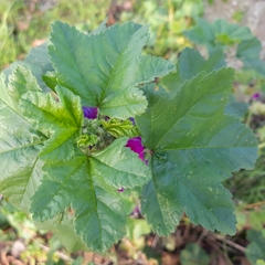 Malva sylvestris