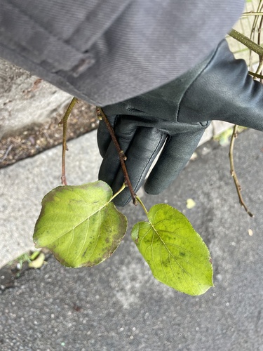 Italian alder