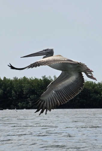 iNaturalist: (c) Marina Nikonorova, some rights reserved (CC BY-NC), uploaded by Marina Nikonorova iNaturalist image