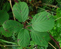 Rubus errabundus