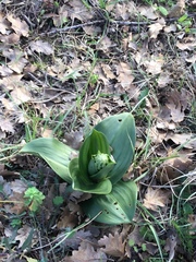Himantoglossum robertianum