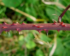 Rubus errabundus