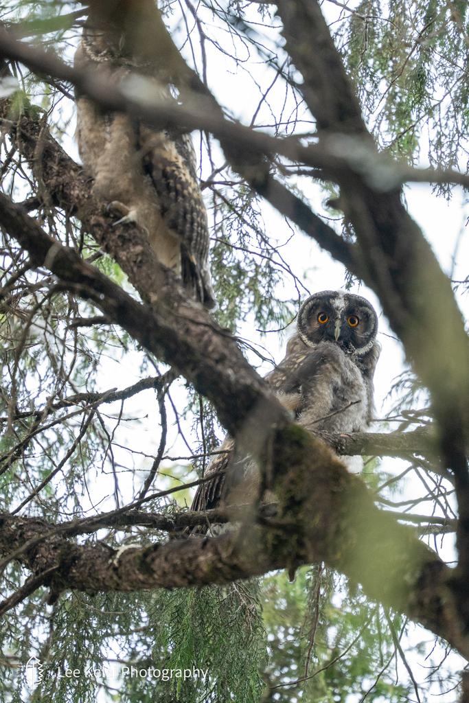 Abyssinian Owl