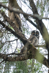 Abyssinian Owl photo 1