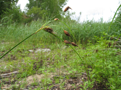 Bolboschoenus laticarpus