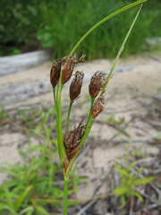 Bolboschoenus laticarpus