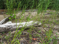 Bolboschoenus laticarpus