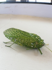 Physemacris variolosa