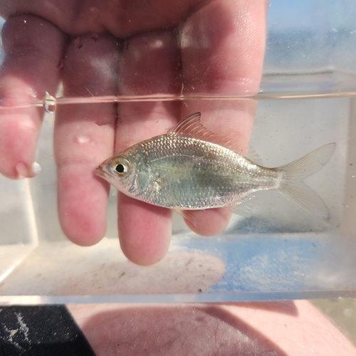 Jenny mojarra (Eucinostomus gula) — Gerreidae — 5