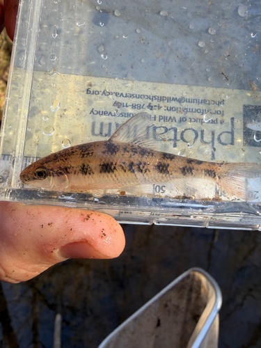 Creek chubsucker (Erimyzon oblongus) — Catostomidae