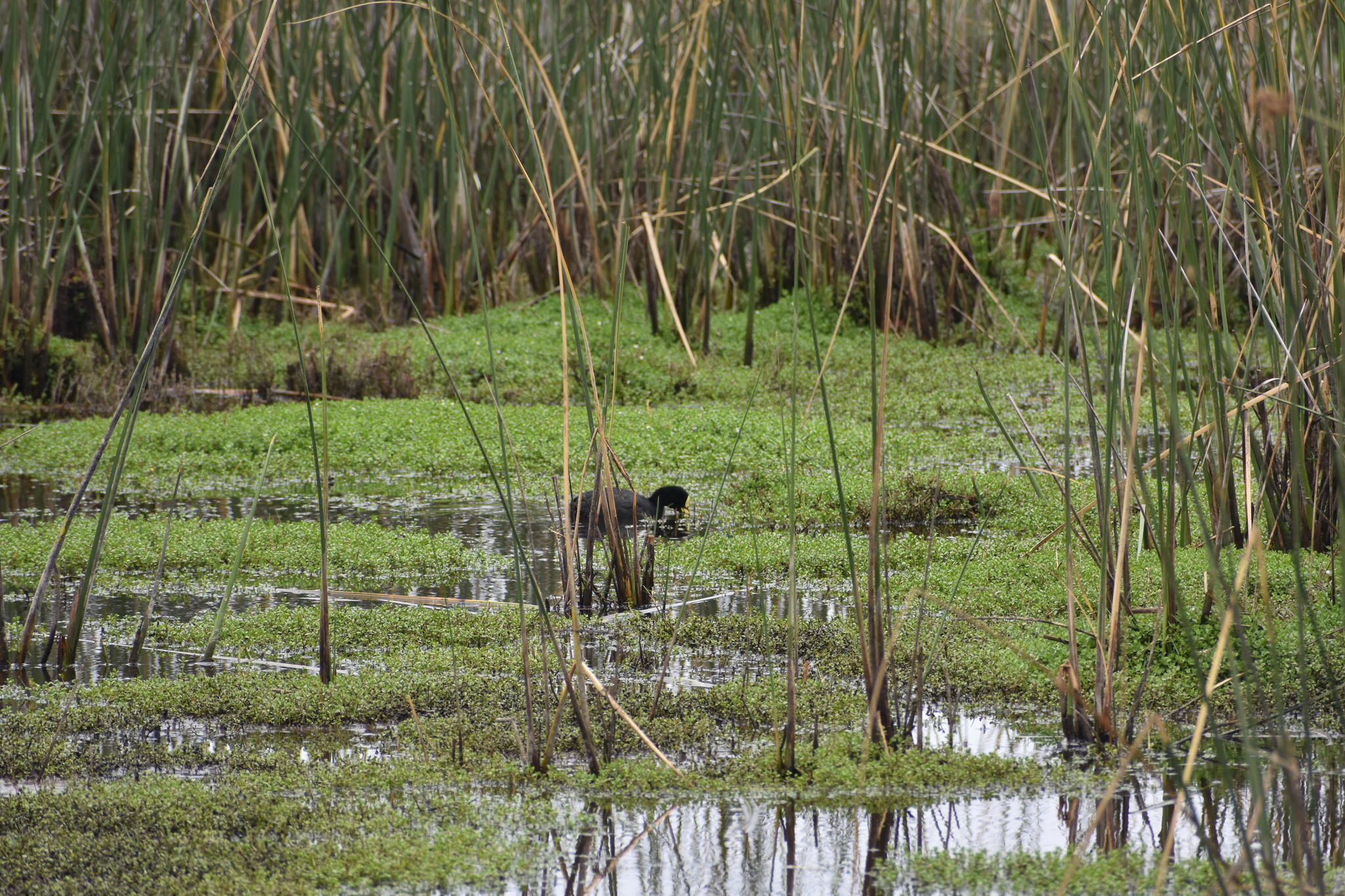 Red-gartered Coot (Fulica armillata), photo 4