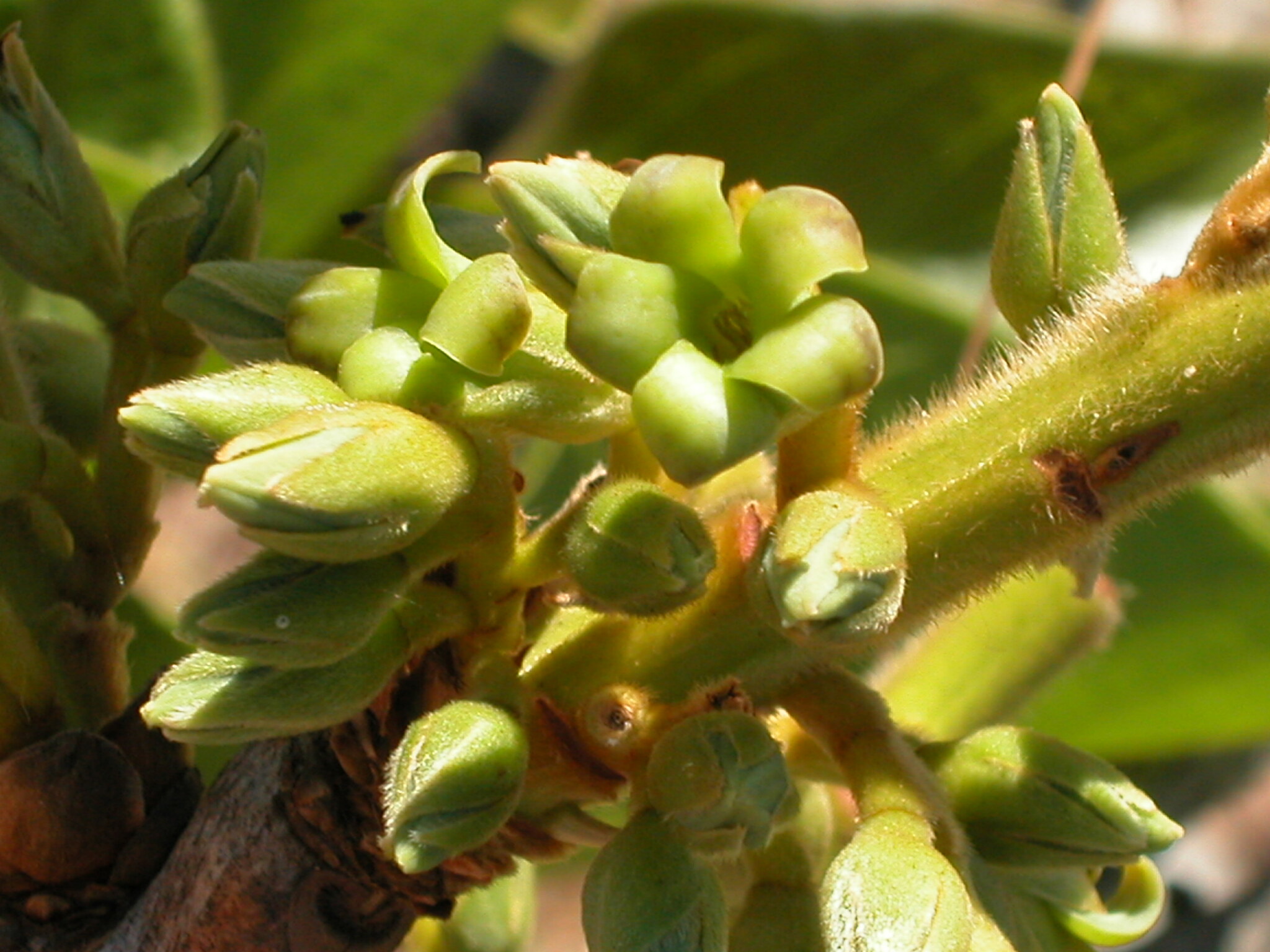 Diospyros lasiocalyx