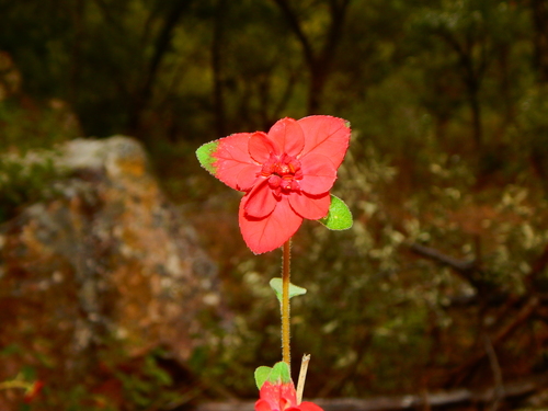 Euphorbia strigosa