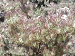 Adenanthos cygnorum