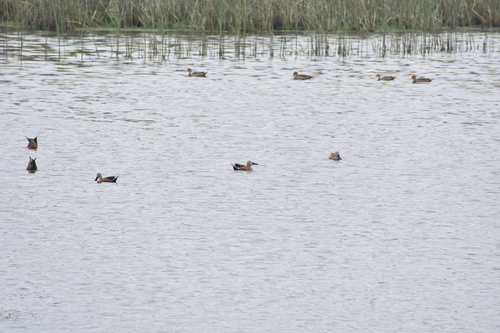 Red Shoveler (Spatula platalea), photo 4