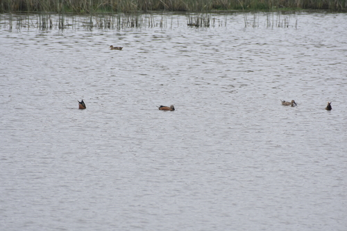 Red Shoveler (Spatula platalea), photo 5