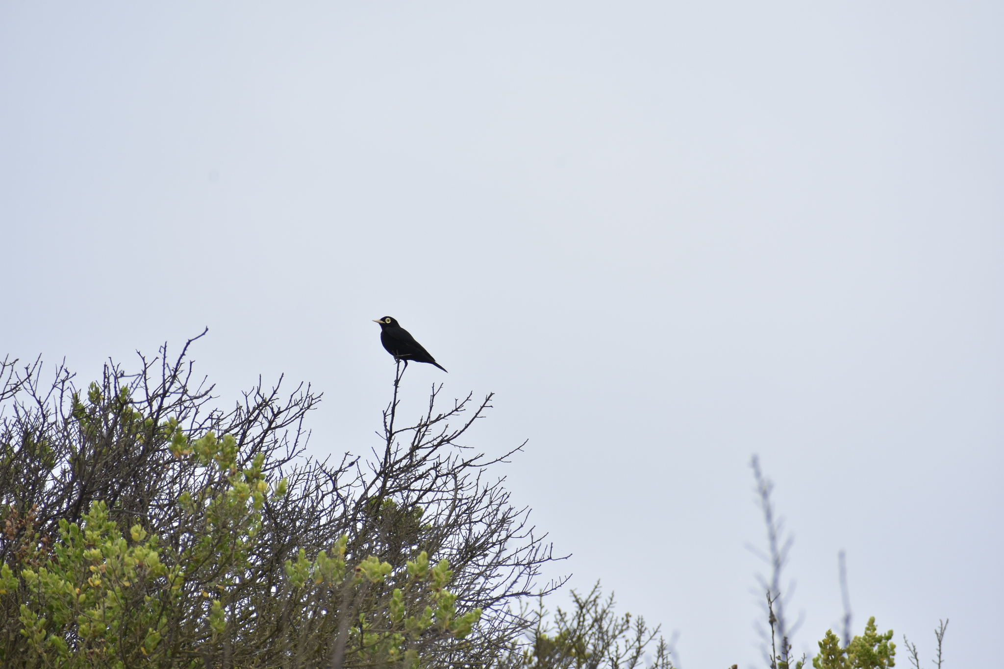 Spectacled Tyrant (Hymenops perspicillatus), photo 8