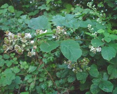 Rubus errabundus