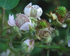 Rubus errabundus